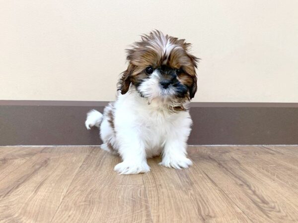 Shih Tzu-DOG-Male-LVR & WH-714-Petland Grove City & Columbus, Ohio