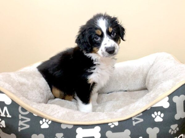 Miniature Australian Shepherd DOG Female BLACK TRI 712 Petland Grove City & Columbus, Ohio