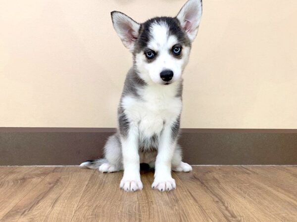 Pomsky-DOG-Female-BLK WHT-711-Petland Grove City & Columbus, Ohio