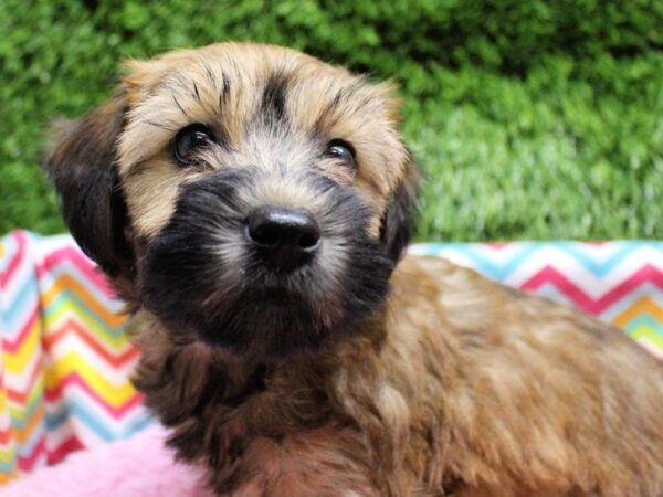 Woodle DOG Female Brindle 750 Petland Grove City