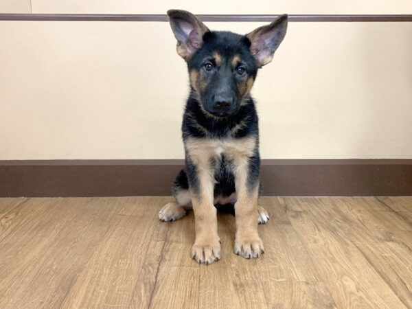 German Shepherd DOG Female Black and Tan 716 Petland Grove City & Columbus, Ohio