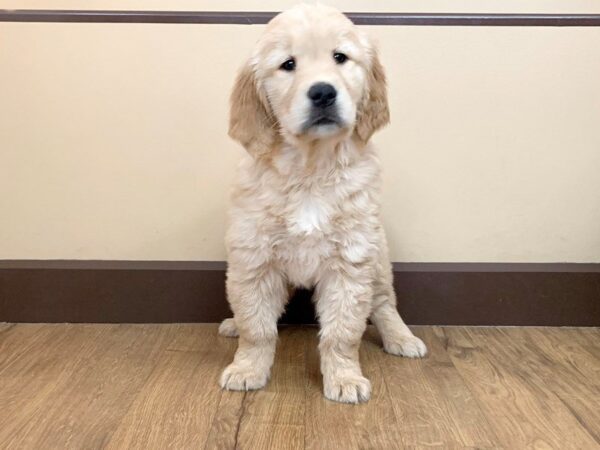 Golden Retriever DOG Female Golden 717 Petland Grove City & Columbus, Ohio