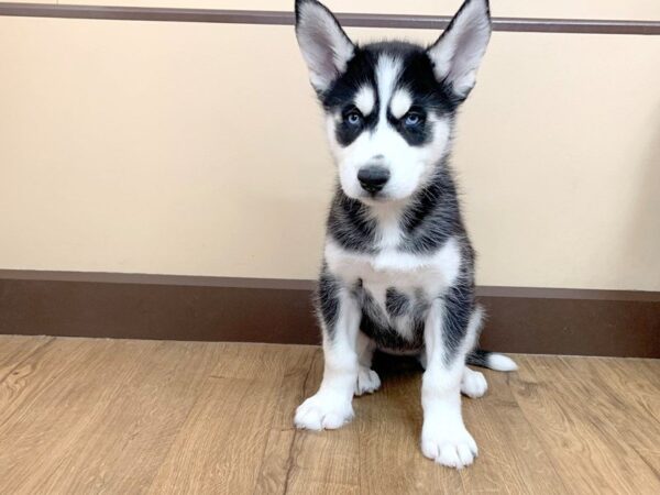 Siberian Husky DOG Male Black & White 718 Petland Grove City & Columbus, Ohio