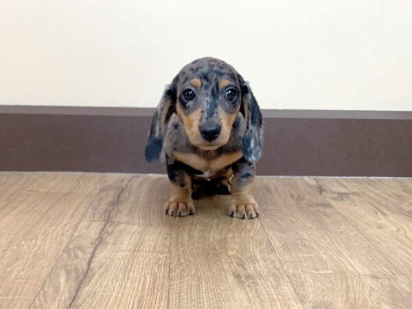 Female dapple sales dachshund