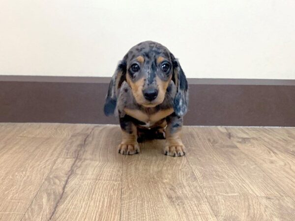 Dachshund DOG Female Silver & Dapple 719 Petland Grove City & Columbus, Ohio