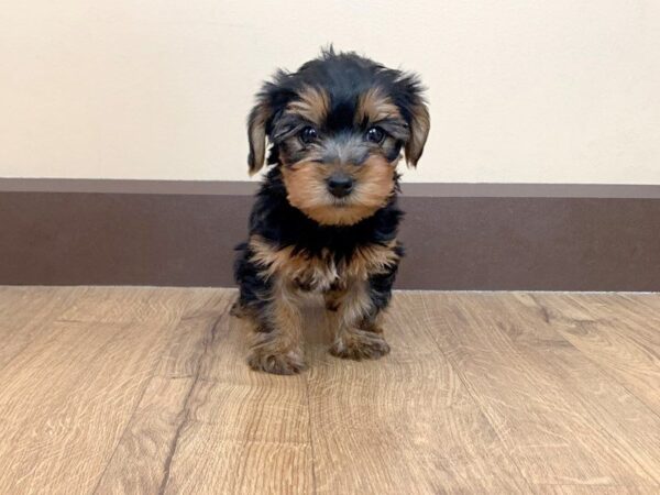 Yorkshire Terrier DOG Male BLK TAN 720 Petland Grove City & Columbus, Ohio