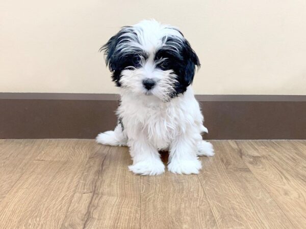 Mal-Shi-DOG-Female-BLK & WH-722-Petland Grove City & Columbus, Ohio