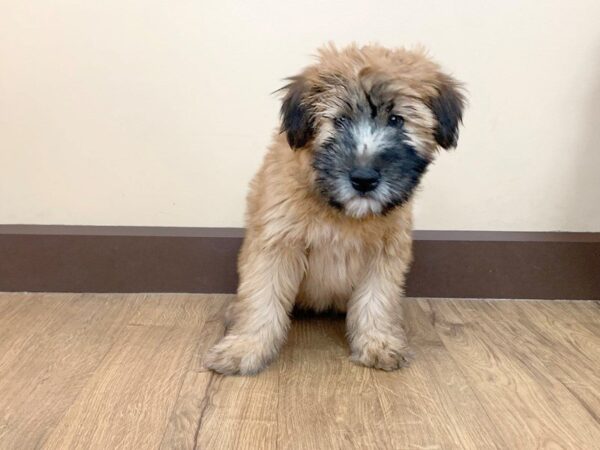 Soft Coated Wheaten DOG Male WHTN 723 Petland Grove City & Columbus, Ohio