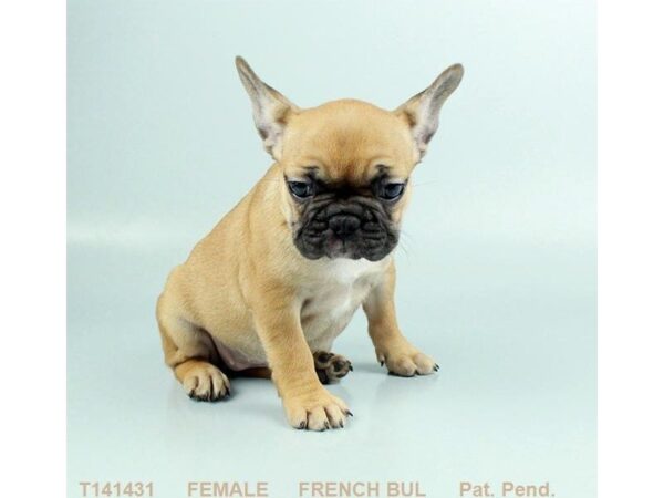 French Bulldog DOG Female FN 725 Petland Grove City & Columbus, Ohio