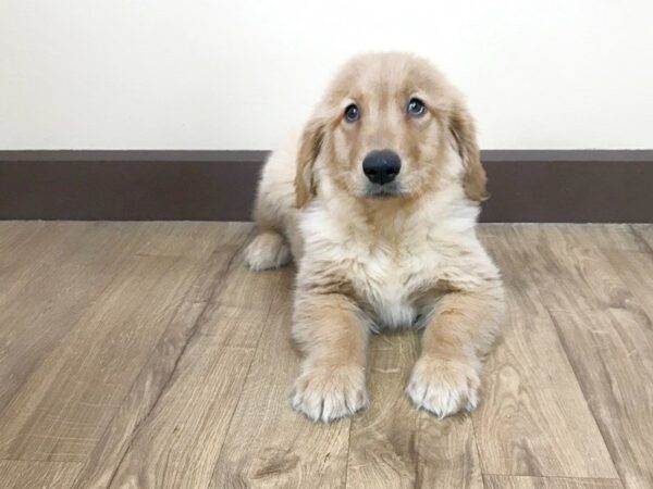 Goldendoodle DOG Female Golden 729 Petland Grove City & Columbus, Ohio