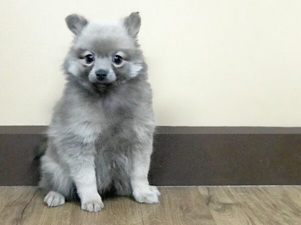 Pomeranian-DOG-Female-BL SBL-727-Petland Grove City & Columbus, Ohio