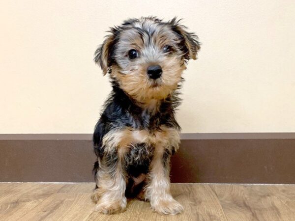 Yorkshire Terrier DOG Male BLACK TAN 730 Petland Grove City & Columbus, Ohio