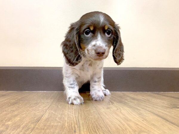 Dachshund DOG Female CHOCOLATE DAPPLE 740 Petland Grove City & Columbus, Ohio