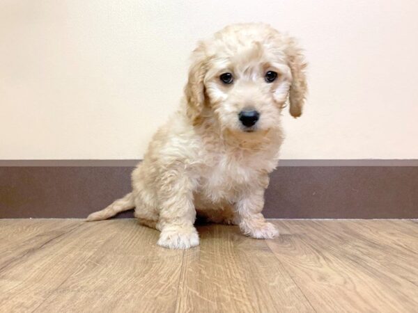 Miniature Goldendoodle DOG Female APCT 741 Petland Grove City & Columbus, Ohio