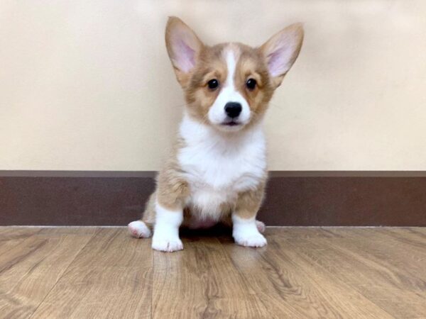 Pembroke Welsh Corgi-DOG-Female--731-Petland Grove City & Columbus, Ohio