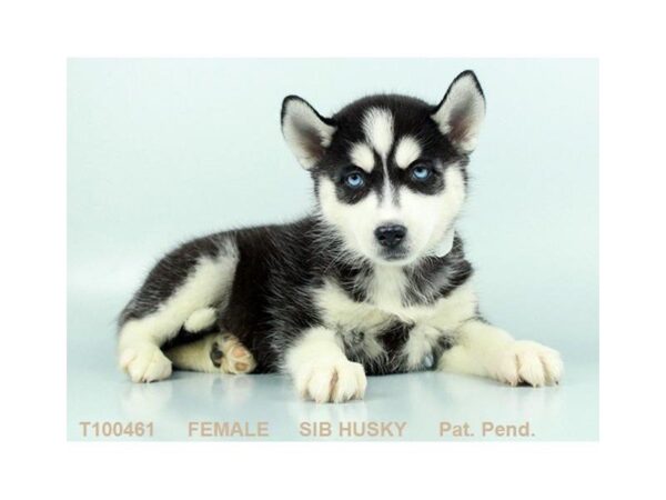 Siberian Husky DOG Female BLK & WH 745 Petland Grove City