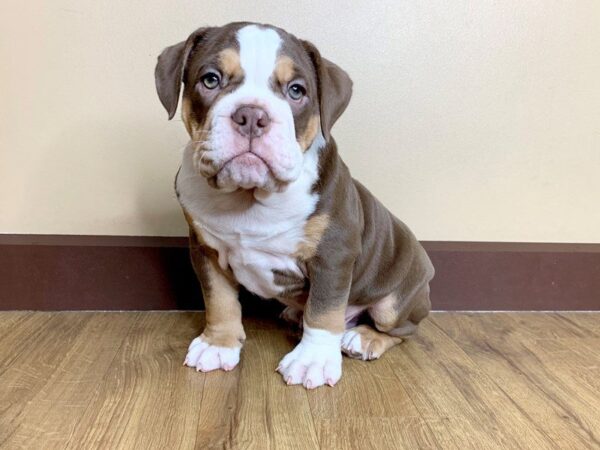 Old English Bulldog DOG Male Chocolate Tri 742 Petland Grove City & Columbus, Ohio