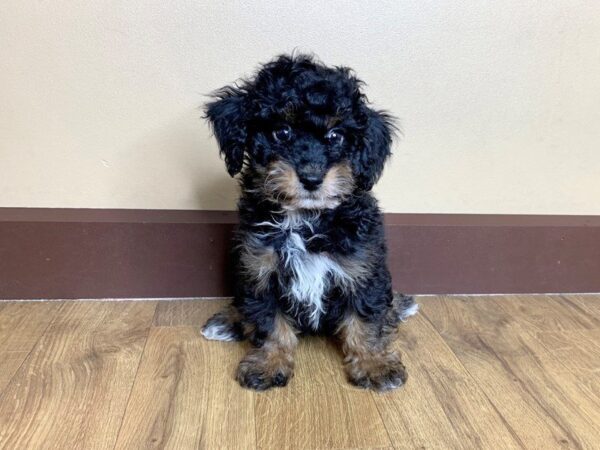 Havapoo DOG Female BLK & TN 744 Petland Grove City