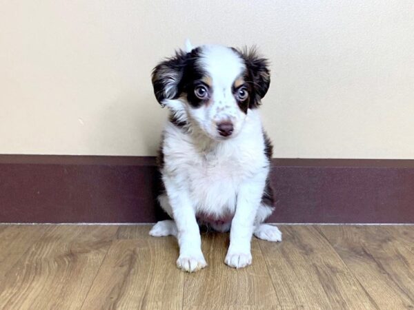 Mini Australian Shepherd DOG Female RD:WH MKGS TAN PTS 747 Petland Grove City & Columbus, Ohio