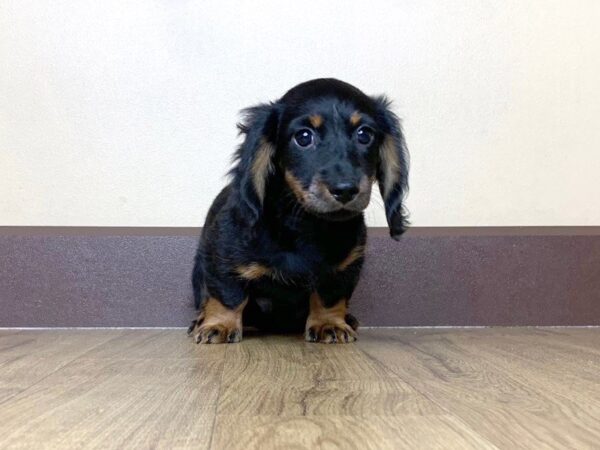 Dachshund DOG Male BLK & TN 754 Petland Grove City & Columbus, Ohio