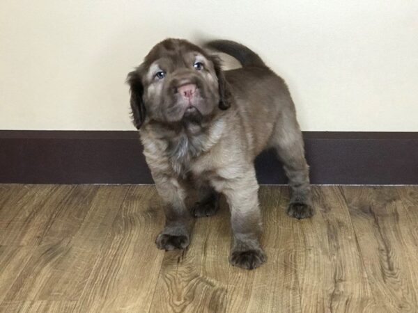 Mini Hippo DOG Male CHOC 757 Petland Grove City & Columbus, Ohio