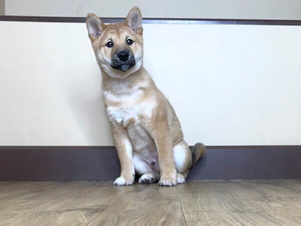 Shiba Inu DOG Male Red 752 Petland Grove City & Columbus, Ohio