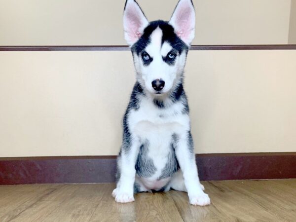 Siberian Husky DOG Male Black & White 748 Petland Grove City & Columbus, Ohio