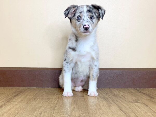 Mini Aussie DOG Female Merle 749 Petland Grove City & Columbus, Ohio