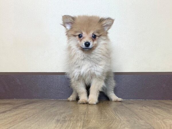 Pomeranian DOG Female ORG SBL 760 Petland Grove City & Columbus, Ohio