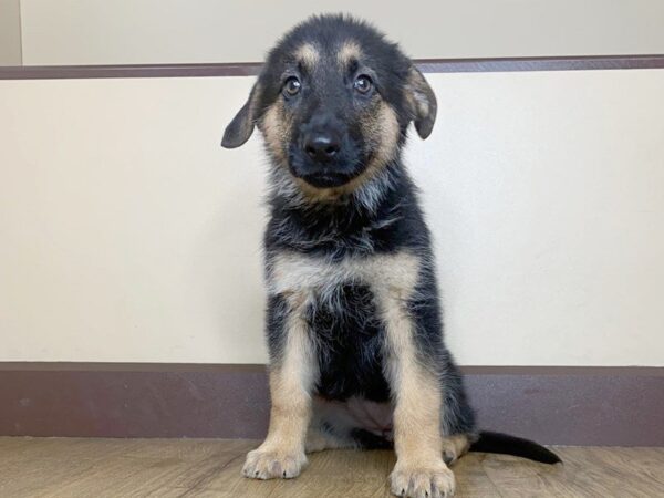 German Shepherd DOG Female Black & Tan 761 Petland Grove City & Columbus, Ohio