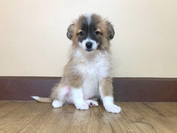 Aussiemo DOG Male Tri 762 Petland Grove City