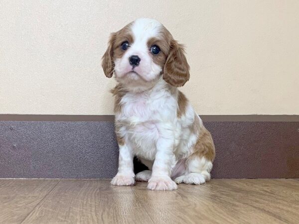 Cavalier King Charles Spaniel-DOG-Male-BLENHEIM-763-Petland Grove City