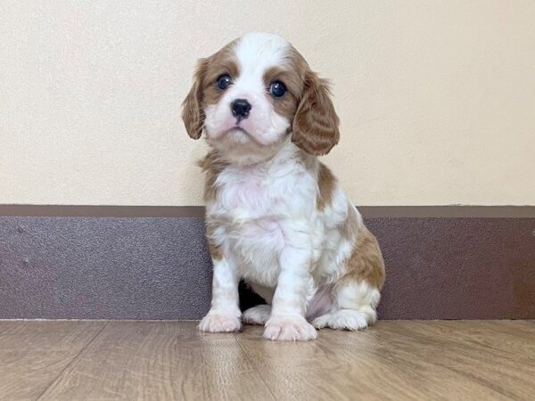 Cavalier King Charles Spaniel-DOG-Male-BLENHEIM-763-Petland Grove City & Columbus, Ohio