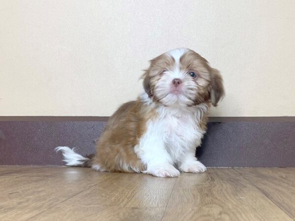 Shih Tzu-DOG-Male-Brown White-764-Petland Grove City & Columbus, Ohio