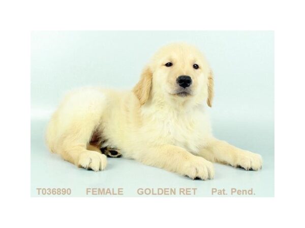 Golden Retriever DOG Female GLDN 768 Petland Grove City & Columbus, Ohio