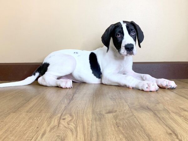 Great Dane-DOG-Male-BLK:PBLD-765-Petland Grove City & Columbus, Ohio