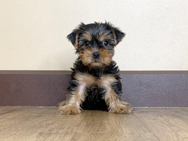 Yorkshire Terrier-DOG-Female-BLK & TN-766-Petland Grove City & Columbus, Ohio