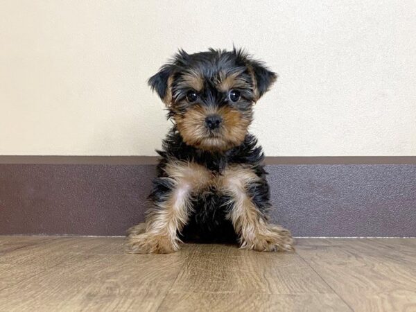 Yorkshire Terrier DOG Female BLK & TN 766 Petland Grove City & Columbus, Ohio