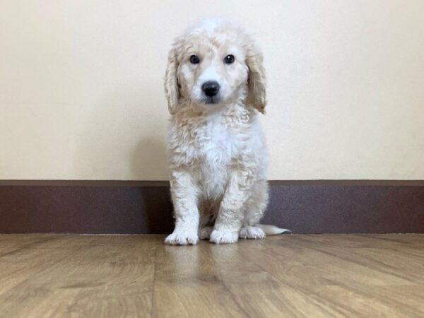 Mini Goldendoodle DOG Male Cream 769 Petland Grove City & Columbus, Ohio