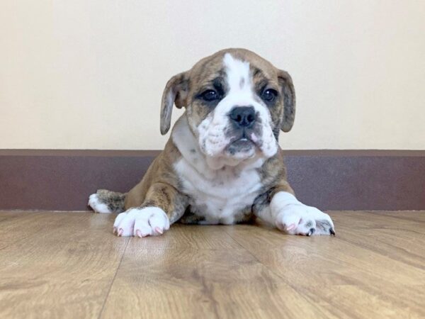 Mini Bulldog DOG Male Brindle and White 770 Petland Grove City & Columbus, Ohio