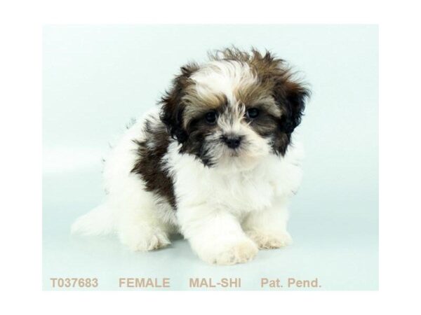 Mal-Shi-DOG-Female-BRDL:PRTI-774-Petland Grove City & Columbus, Ohio