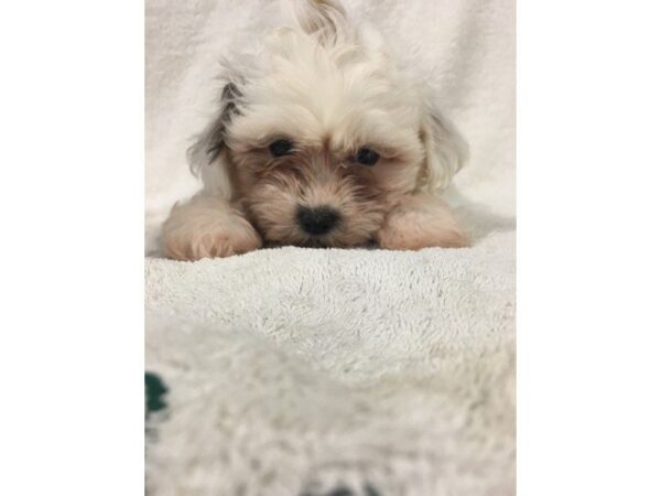 Teddy Bear-DOG-Male-brown wh-778-Petland Grove City