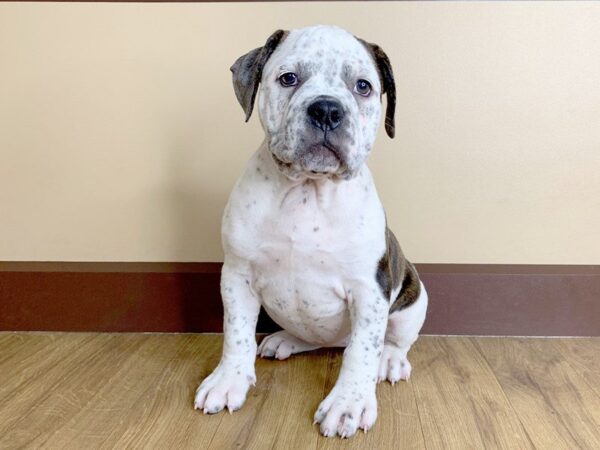 Olde Bulldog DOG Female BRDL:PBLD 773 Petland Grove City