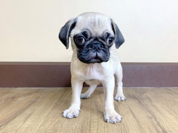 Pug DOG Male FN 776 Petland Grove City & Columbus, Ohio