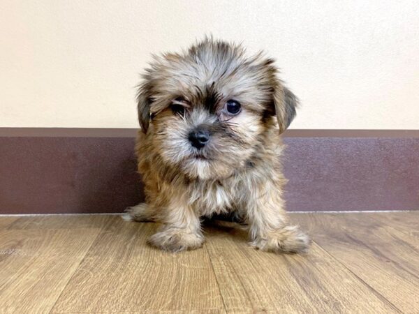 Shorkie DOG Male Beige 779 Petland Grove City & Columbus, Ohio