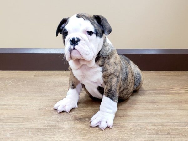 English Bulldog-DOG-Female-FN & BRDL:WH MKGS-797-Petland Grove City