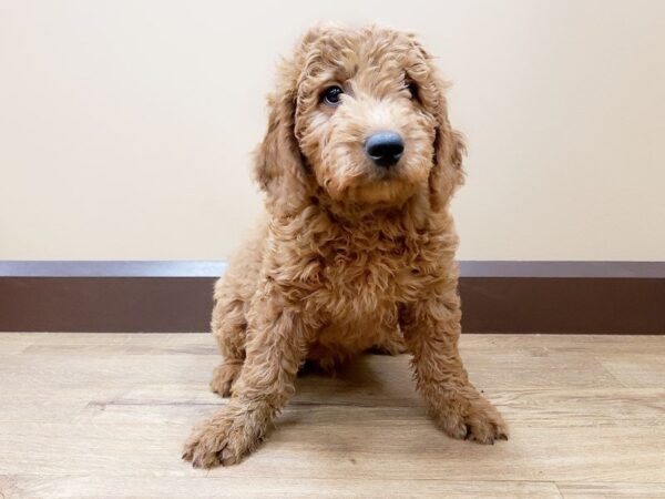 Goldendoodle DOG Male GLDN 796 Petland Grove City & Columbus, Ohio