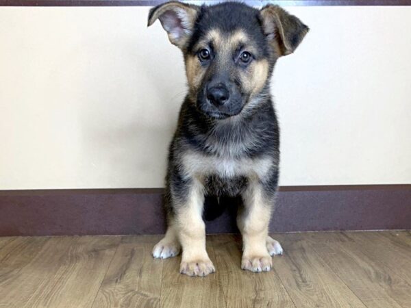 German Shepherd DOG Male Black & Tan 783 Petland Grove City & Columbus, Ohio