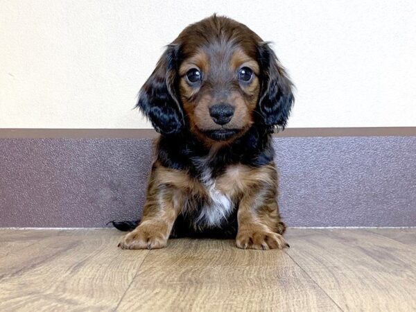 Dachshund DOG Male RED 785 Petland Grove City & Columbus, Ohio