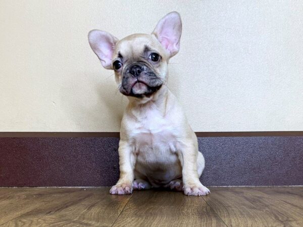 French Bulldog DOG Female FAWN 786 Petland Grove City & Columbus, Ohio